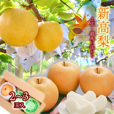 【2026年収穫】森本果樹園の新高梨　2～2.5kg(2～3玉)