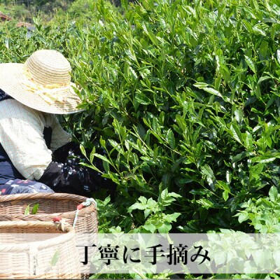 【2026年産】星野村の八女茶 高級煎茶　桃山 80g(筑前町)【202609】