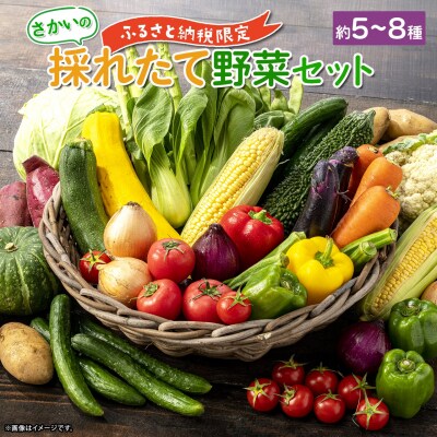 【ふるさと納税限定】さかいの採れたて野菜セット