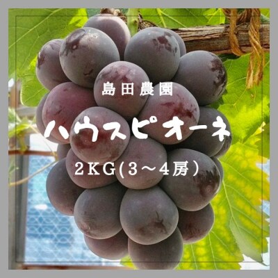 島田農園　ピオーネ2kg(3房～4房入り)【令和9年8月中旬頃発送!先行受付中】【A-78】