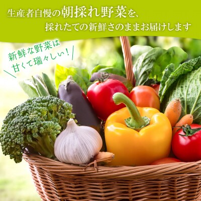 【定期便/3ヶ月連続お届け】さかいの採れたて 野菜セット(5～8種) 道の駅さかい 産地直送 新鮮