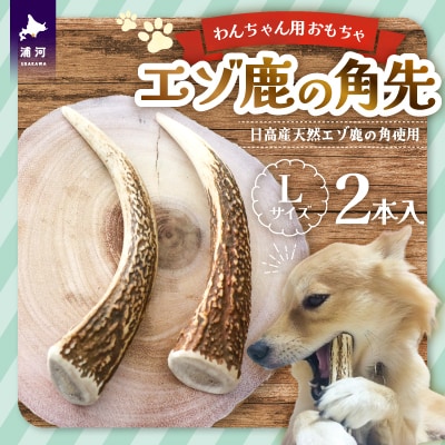 エゾ鹿の角先 Lサイズ×2本セット(1本物)[54-1365]