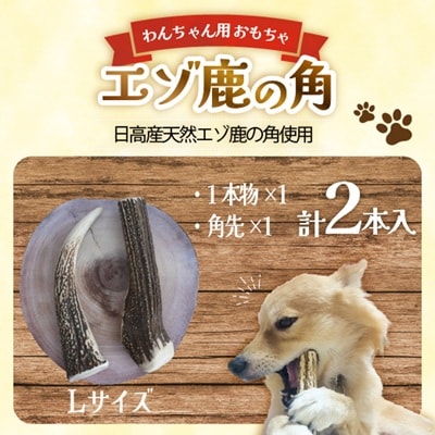 エゾ鹿の角　Lサイズ1本物と角先のセット[54-1574]