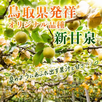 【訳あり】新甘泉　3kg【2027年発送分先行受付】