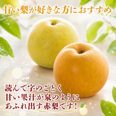 【訳あり】新甘泉　3kg【2027年発送分先行受付】