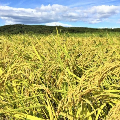 石川県能登産こしひかり 玄米10kg(5kg×2袋)