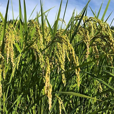 【令和6年産】能登米コシヒカリ10kg (5kg×2袋)