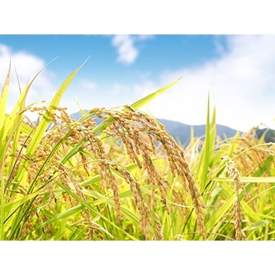 【令和6年産】能登米こしひかり「五代目三次」 5kg×3