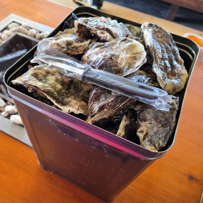 盛ちゃん(湯田水産) 能登牡蠣 殻付き 一斗缶(70個前後) 約11kg 加熱用