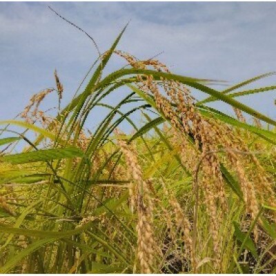 【令和8年産】石川県七尾市産　コシヒカリ　精米　5Kg