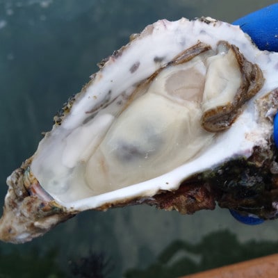 沢田水産 能登かき むき身 1kg(箱入り)加熱調理用