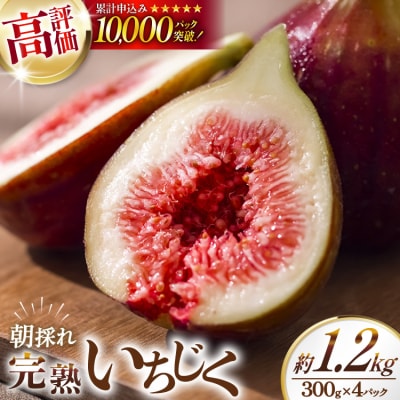 いちじく 生 完熟 約1.2kg (300g×4パック) [モアショップヤマモト 38600615]