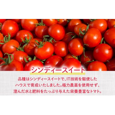 志宝トマト シンディスイート 中玉 1.2kg [モアショップヤマモト 石川県 38600593]