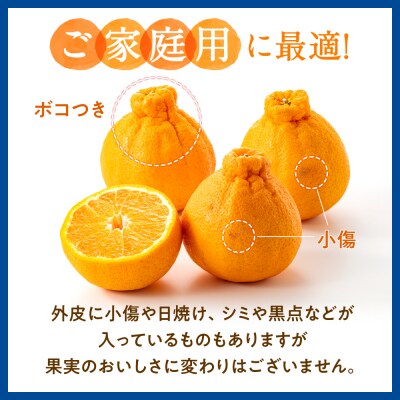 【昨年も大人気】デコポン(約3kg程度)/2027年2月～3月配送.AB622