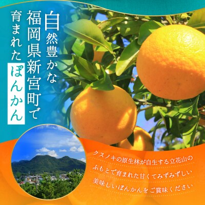 ぽんかん(5kg程度)/2026年12月～2027年1月配送予定.AB623
