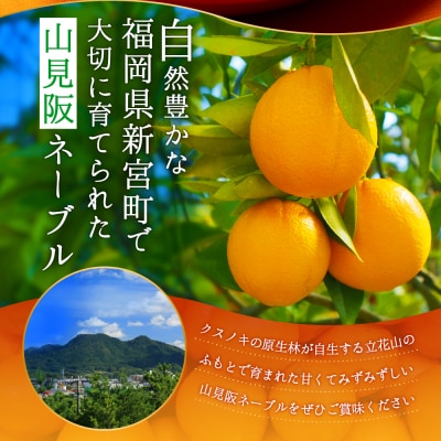 ネーブル(3kg程度)/2026年12月～2027年1月配送.AB624