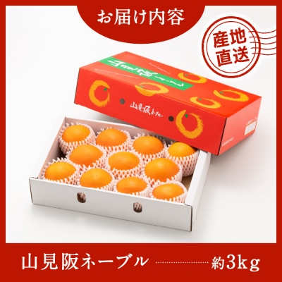 ネーブル(3kg程度)/2026年12月～2027年1月配送.AB624