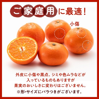 柑橘・みはやみかん/約2.5キロ(2026年12月上旬～2027年1月末発送予定).AB629