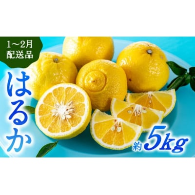 福岡柑橘王国・はるか/約5kg(2027年1月末～2月末発送予定).AB630
