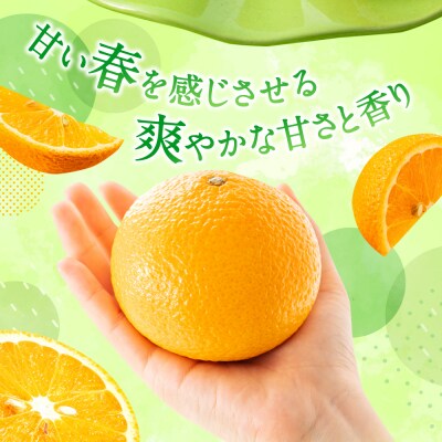 福岡柑橘王国・スイートスプリング/約8kg(2027年1月～2月配送予定).AB631