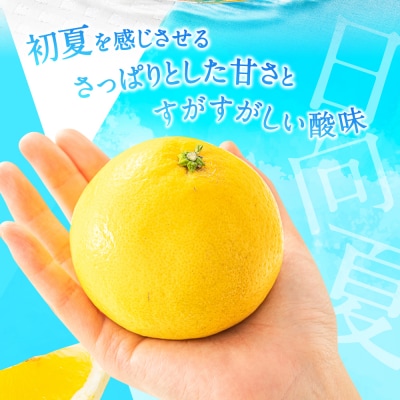 いわくま果樹園の「日向夏」約4kg/2027年4月発送予定.AB634