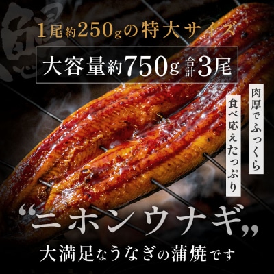 うなぎ蒲焼き3尾セット(約250g×3尾).AG211