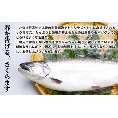 漁吉丸の船上活〆チェリーサーモン姿切身 甘塩仕立て(2.0kg以上)[15-1404]