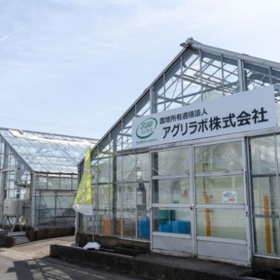 美濃国やさいセット(信長レタス3袋・光秀レタス3袋)
