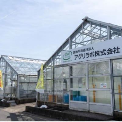 美濃国やさいセット(信長レタス6袋・光秀レタス6袋)