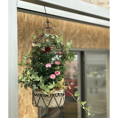 ミニバラバードゲージ コルダーナローズ ヘデラとバラ2色寄せ植えの鳥かご お礼品詳細 ふるさと納税なら さとふる ミニバラバードゲージ コルダーナローズ ヘデラとバラ2色寄せ植えの鳥かご お礼品詳細 ふるさと納税なら さとふる