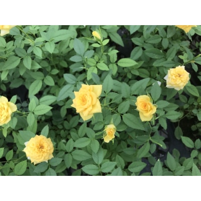 ミニバラバードフラワー　2色のバラの寄せ植え鳥かご4寸