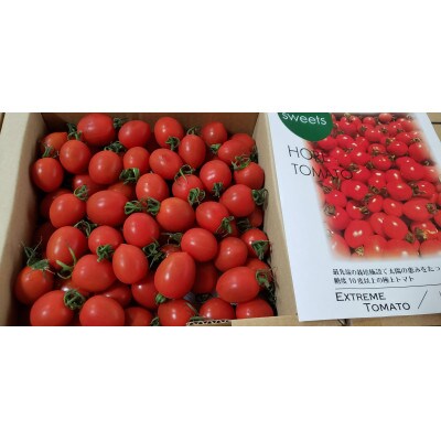 太陽の恵みをたっぷりもらった糖度10度以上の「ほれトマト」3kg(1kg×3箱)