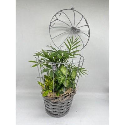 幸せを運ぶ観葉植物のバードフラワー