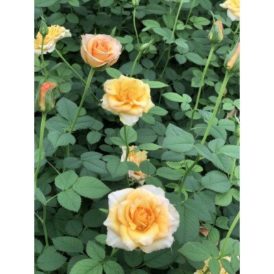 ミニバラバードフラワー　2色のバラの寄せ植え鳥かご