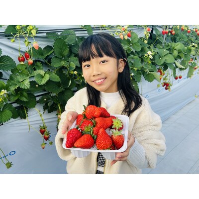 「はなのかファーム」自慢の甘い採れたていちご4パック