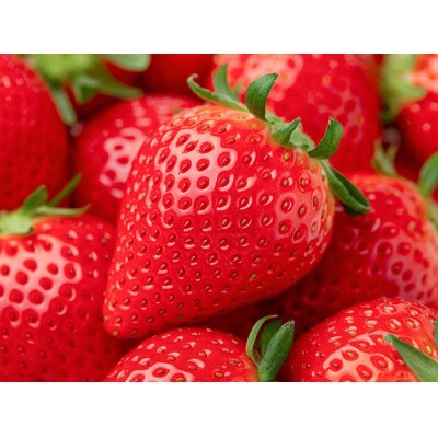 「はなのかファーム」自慢の甘い採れたていちご4パック 食べ比べセット