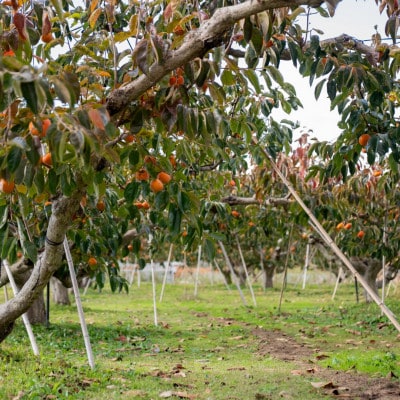 岐阜県瑞穂市産 訳あり富有柿 2.5kg