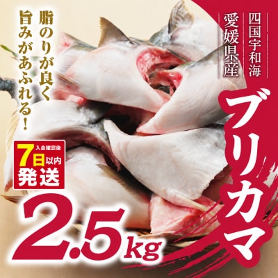 【7日以内発送】 数量限定 ブリカマ 2.5kg ハマスイ 愛南町 愛媛県