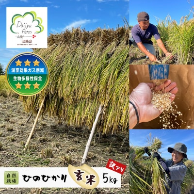 自然栽培 ひのひかり(玄米) 5kg 《無選別品のため訳アリ》　aw03030