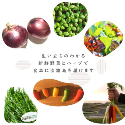 【定期便】彩り野菜と香るハーブセット 3回お届け野菜セット　ah11007