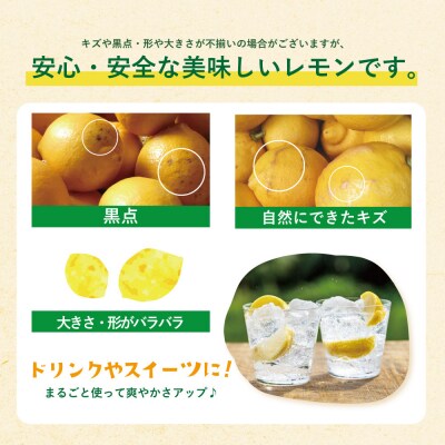 福智町産 レモン 2.5kg 約16～20個