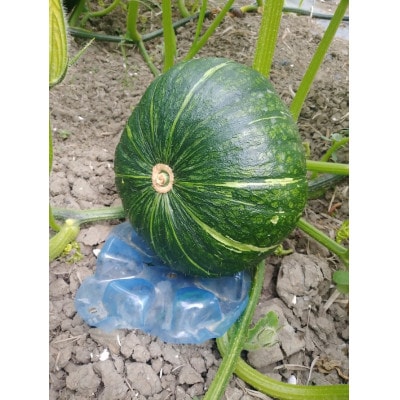 大潟村産かぼちゃ「くり大将」約2.5kg