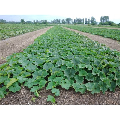 大潟村産かぼちゃ「くり大将」約2.5kg