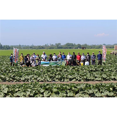 大潟村産かぼちゃ「くり大将」約2.5kg