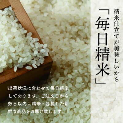 【令和6年産秋田県特別栽培米ミルキープリンセス白米 精米20kg(5kg×4袋)】
