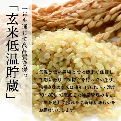 【令和6年産秋田県特別栽培米ミルキープリンセス白米 精米20kg(5kg×4袋)】