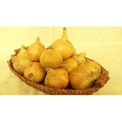 【季節限定】大潟村産　潟たまねぎ　約5kg