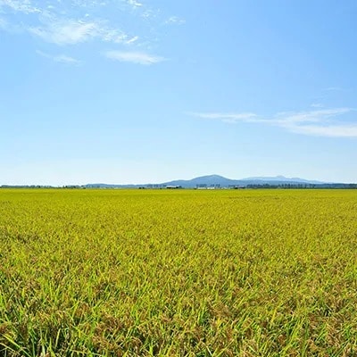 先行受付【令和4年産】大潟村産あきたこまち特別栽培米5kg 大潟村CE公社　