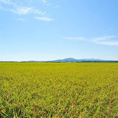 先行受付【令和4年産】大潟村産あきたこまち特別栽培米10kg(5kg×2) 大潟村CE公社　