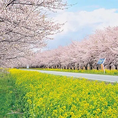 先行受付【令和4年産】大潟村産あきたこまち特別栽培米10kg(5kg×2) 大潟村CE公社　